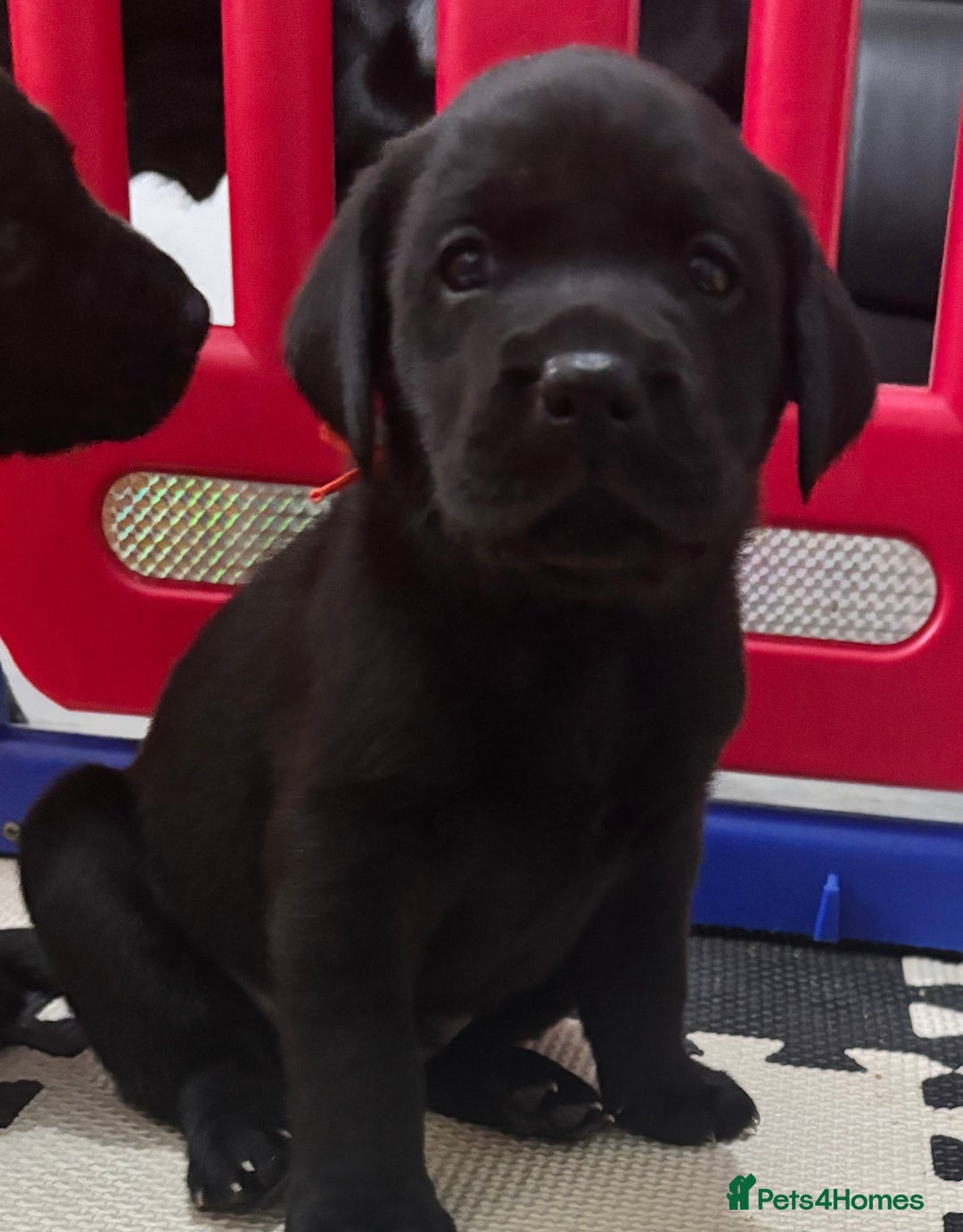 Labrador Retriever dogs for sale: 1 beautiful kc lab - Advert 21