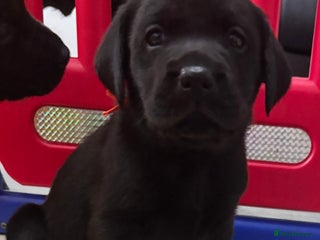 Labrador Retriever dogs KC Labrador black boy available - Advert 17