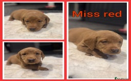 Labrador Retriever dogs for sale: KC REGISTERED FOX RED LABRADOR PUPPY  - Image 23