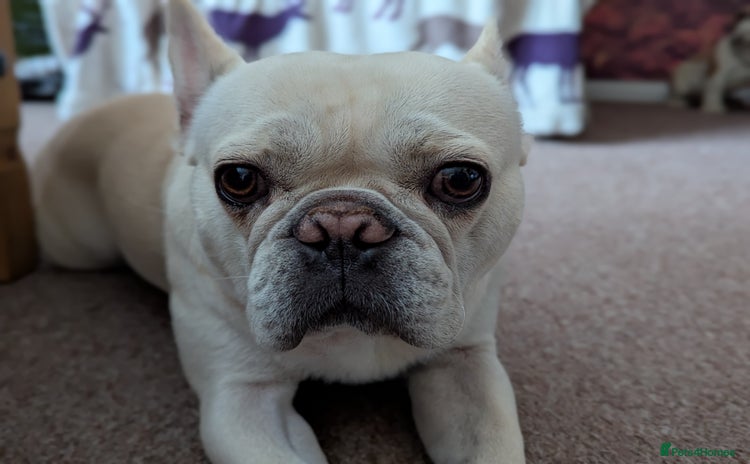 French Bulldog dogs - Advert 7