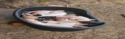 English Bull Terrier dogs for sale: English bullterrier pups for sale - Advert 11