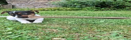 Jack Russell dogs for sale: Jack Russell pups  - Advert 2