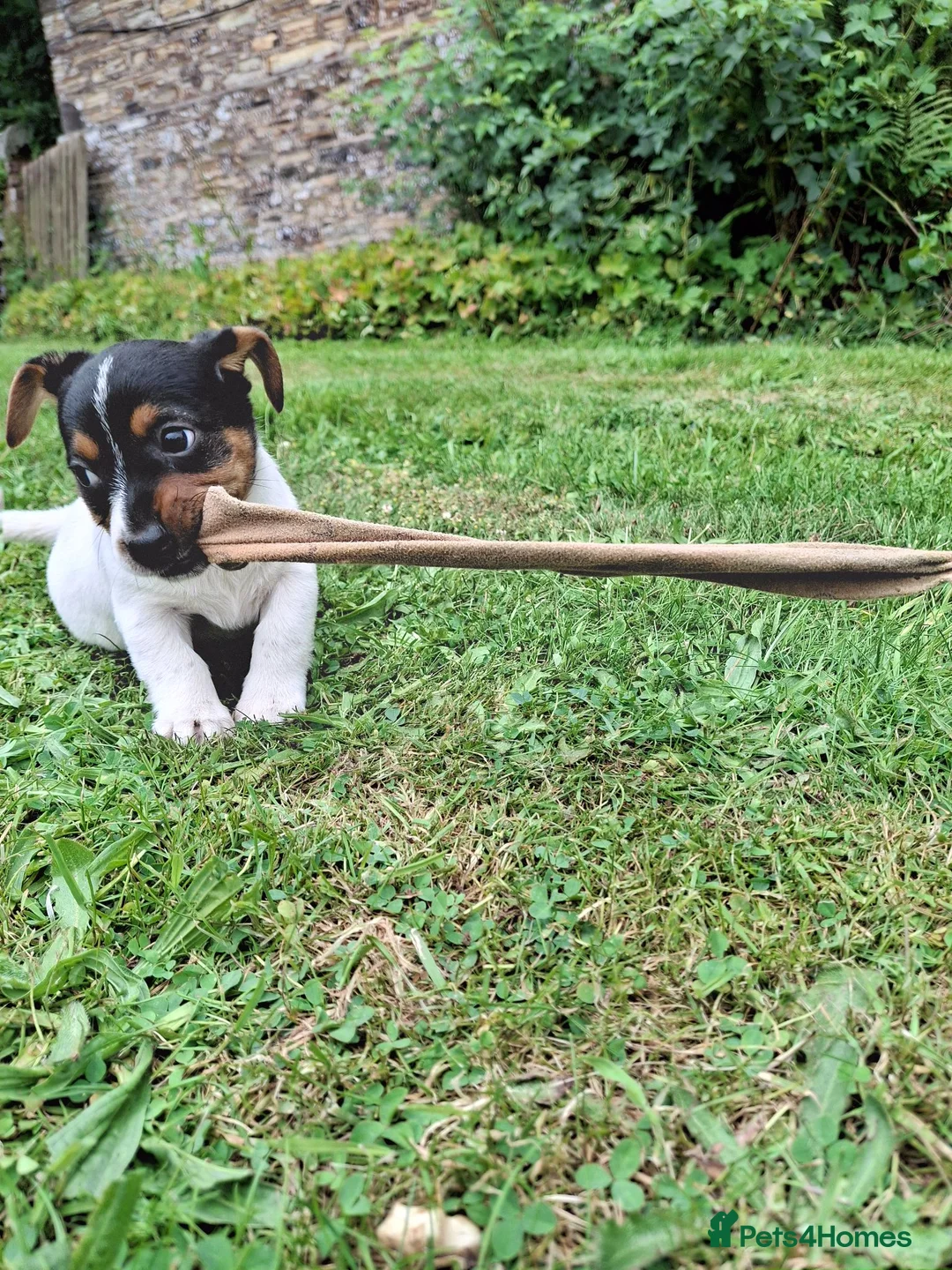 Jack Russell dogs for sale: Jack Russell pups  - Advert 2