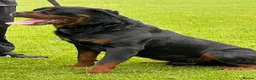 Rottweiler dogs for sale: TRADITIONAL GERMAN ROTTWEILER PUPPIES FOR SALE - Advert 5