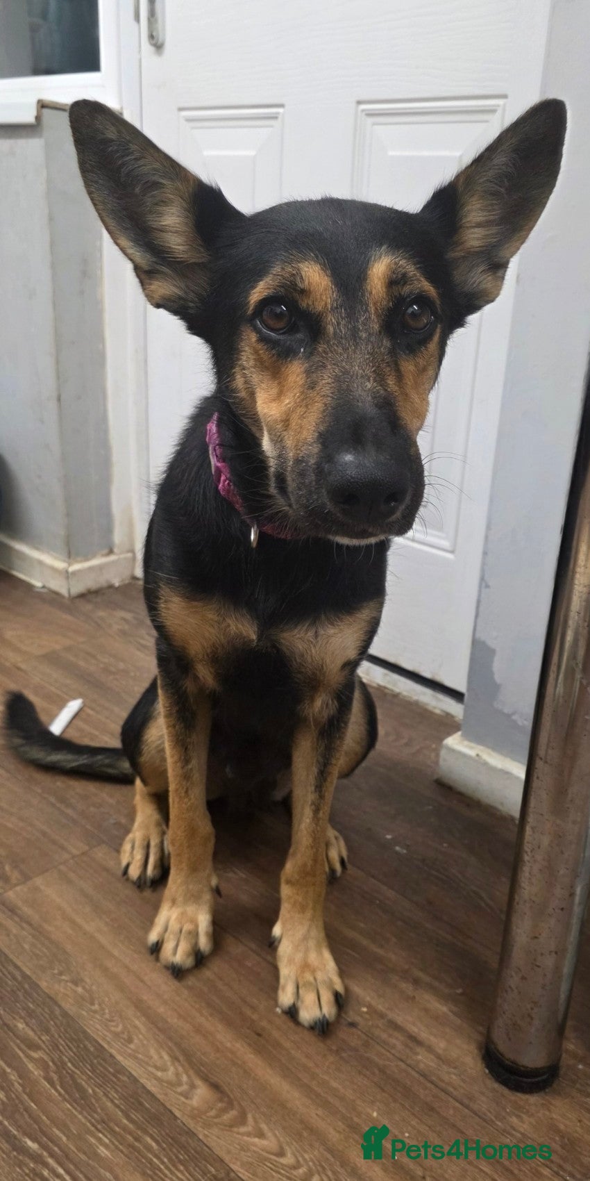 Mixed Breed dogs Doberman shepherd x german shepherd puppies  - Advert 18