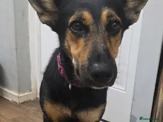 Mixed Breed dogs Doberman shepherd x german shepherd puppies - Advert 6