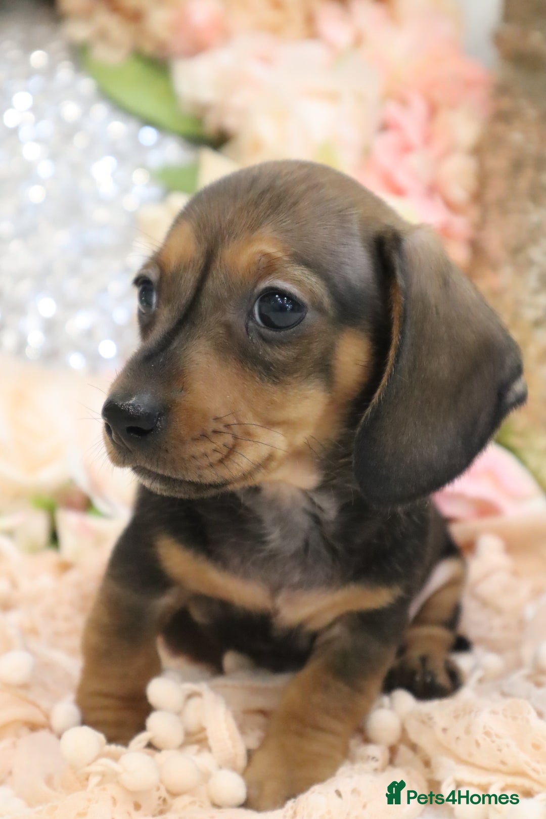 Miniature Dachshund dogs for sale: KC Registered Miniature Dachshund Puppies - Image 13