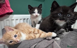 Mixed Breed cats for sale: Sweet kittens 😻 - Image 6