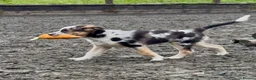 Mixed Breed dogs for sale: Beautiful Shollie pups - Advert 3
