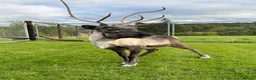 Mixed Breed livestock for sale: Female Reindeer  - Advert 2