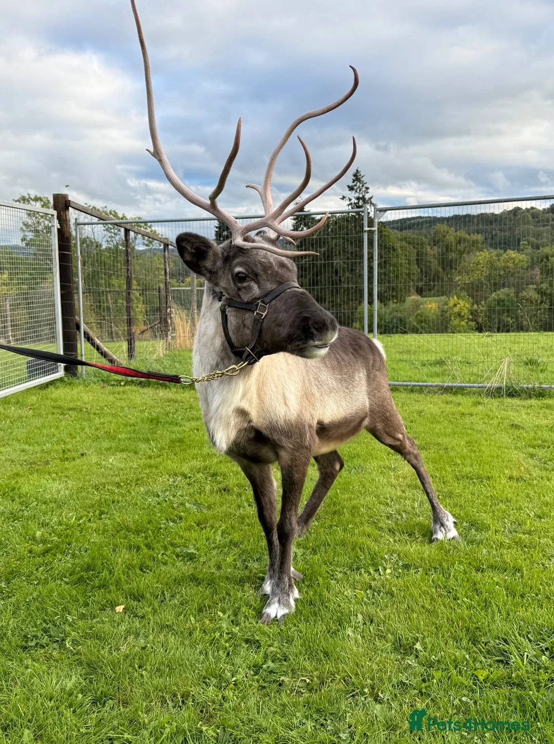 Mixed Breed livestock for sale: Female Reindeer  - Advert 2