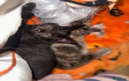 Mixed Breed cats for sale: Tabby and black kittens  - Image 12