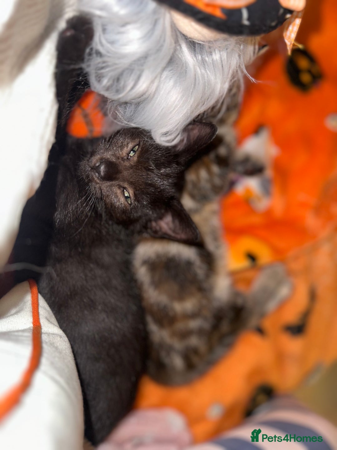 Mixed Breed cats for sale: Tabby and black kittens  - Image 12
