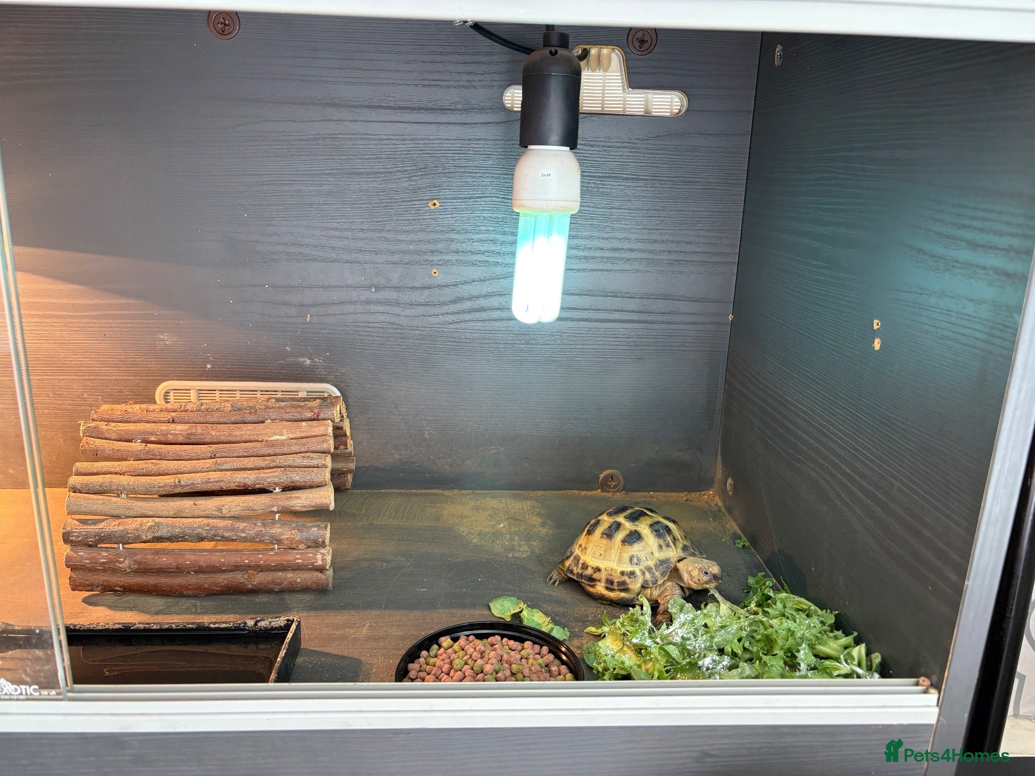 Tortoise reptiles 🐢 Horsefeild tortoise 🐢 WILL TAKE OFFERS  - Advert 2
