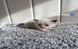 Ragdoll cats for sale: Five Beautiful Pure Breed Ragdoll Kittens🤍 - Image 26