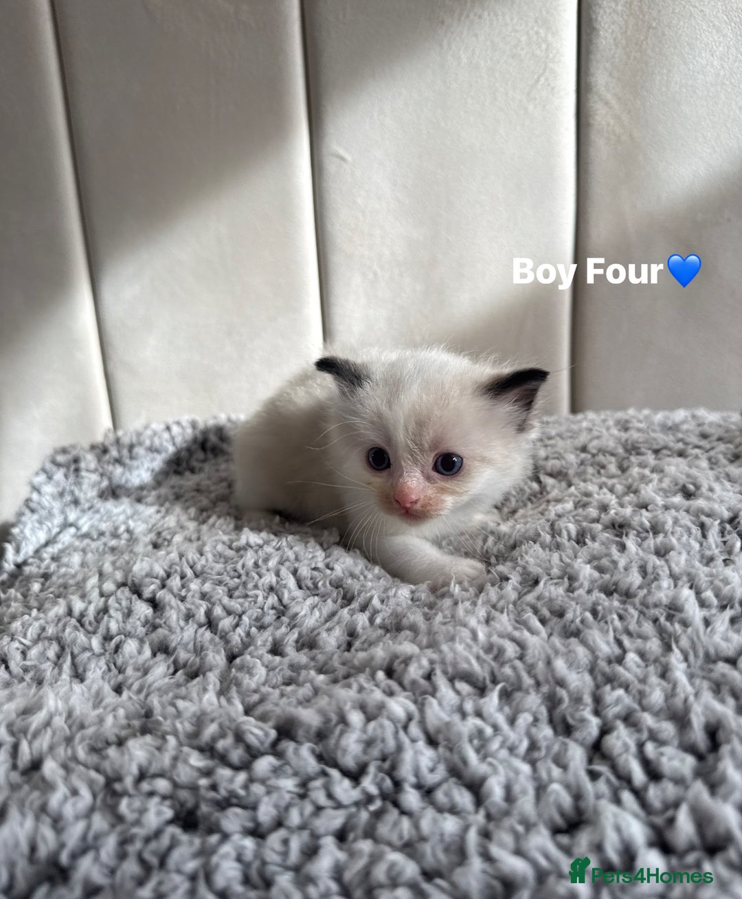 Ragdoll cats for sale: Five Beautiful Pure Breed Ragdoll Kittens🤍 - Image 26
