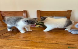 British Shorthair cats for sale: CHAMPION LINES TICA REGISTERED ACTIVE BI BSH GIRLS - Image 8
