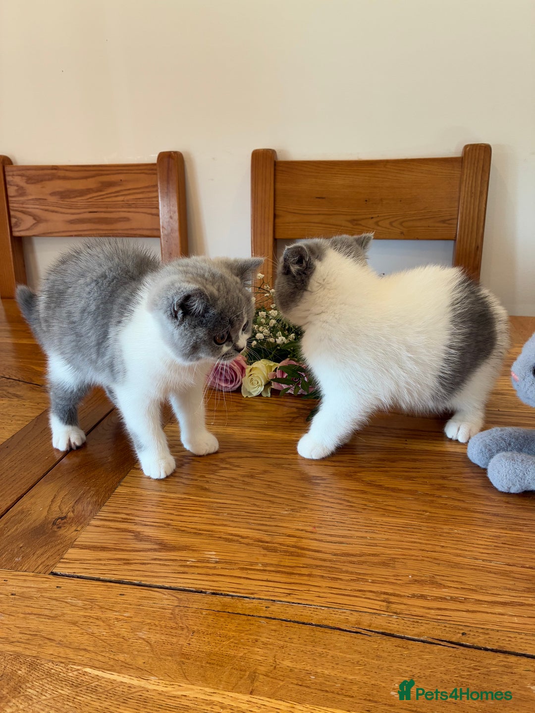 British Shorthair cats for sale: CHAMPION LINES TICA REGISTERED ACTIVE BI BSH GIRLS - Image 8