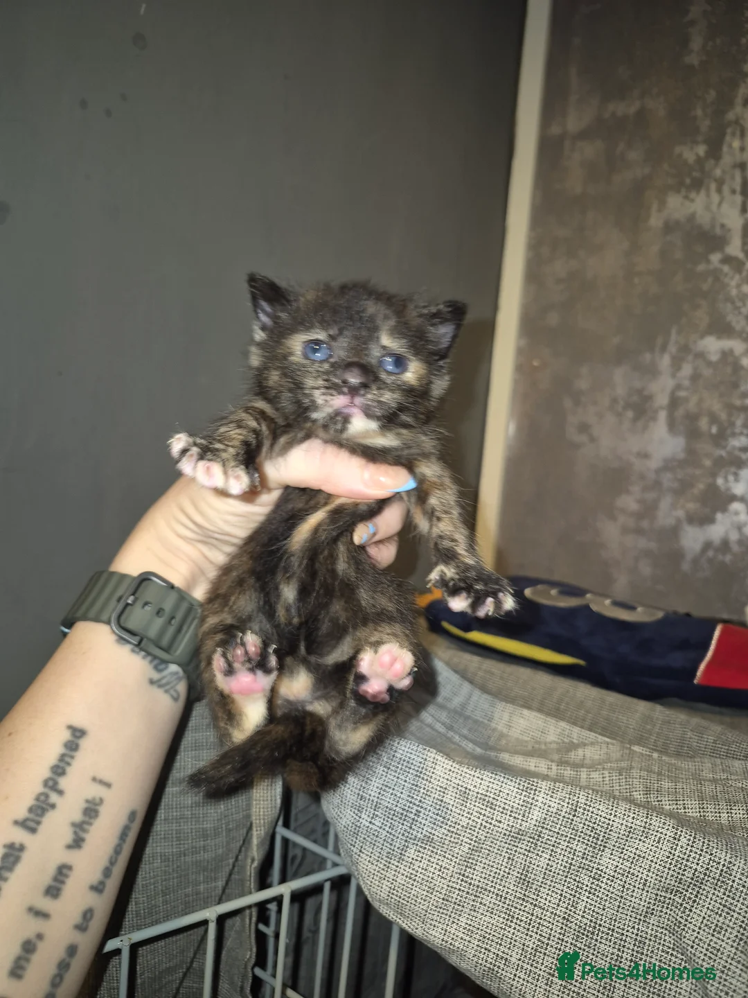 Mixed Breed cats for sale: 3 beautiful kittens - Advert 7