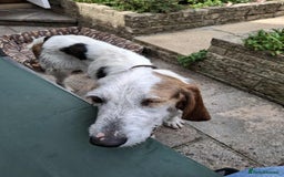 Mixed Breed dogs for adoption: Fun loving Griffon Phoenix looking for a home - Image 5
