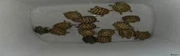 Tortoise reptiles for sale: Baby horsefield tortoise  - Advert 5