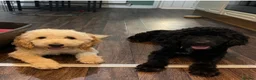 Cockapoo dogs for sale: Male and female cockapoo puppy’s  - Advert 4