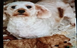 Mixed Breed dogs for sale: Lovely cavapoochon puppies for sale  - Image 5