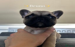 French Bulldog dogs for sale: FrenchAngels 👼🏼🐾 - Image 25