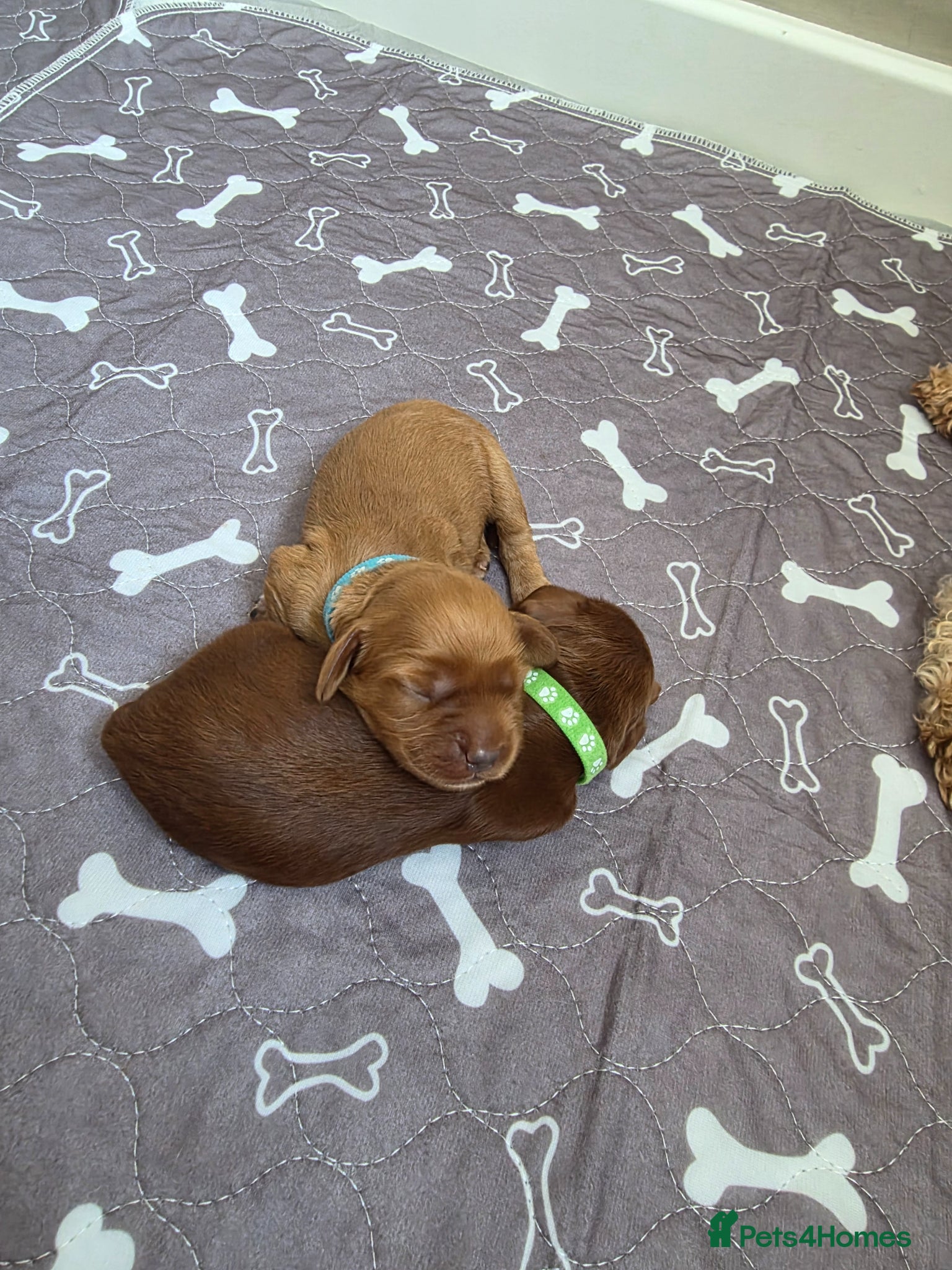 Cockapoo dogs for sale: Cockapoo puppies in Dereham - Advert 10