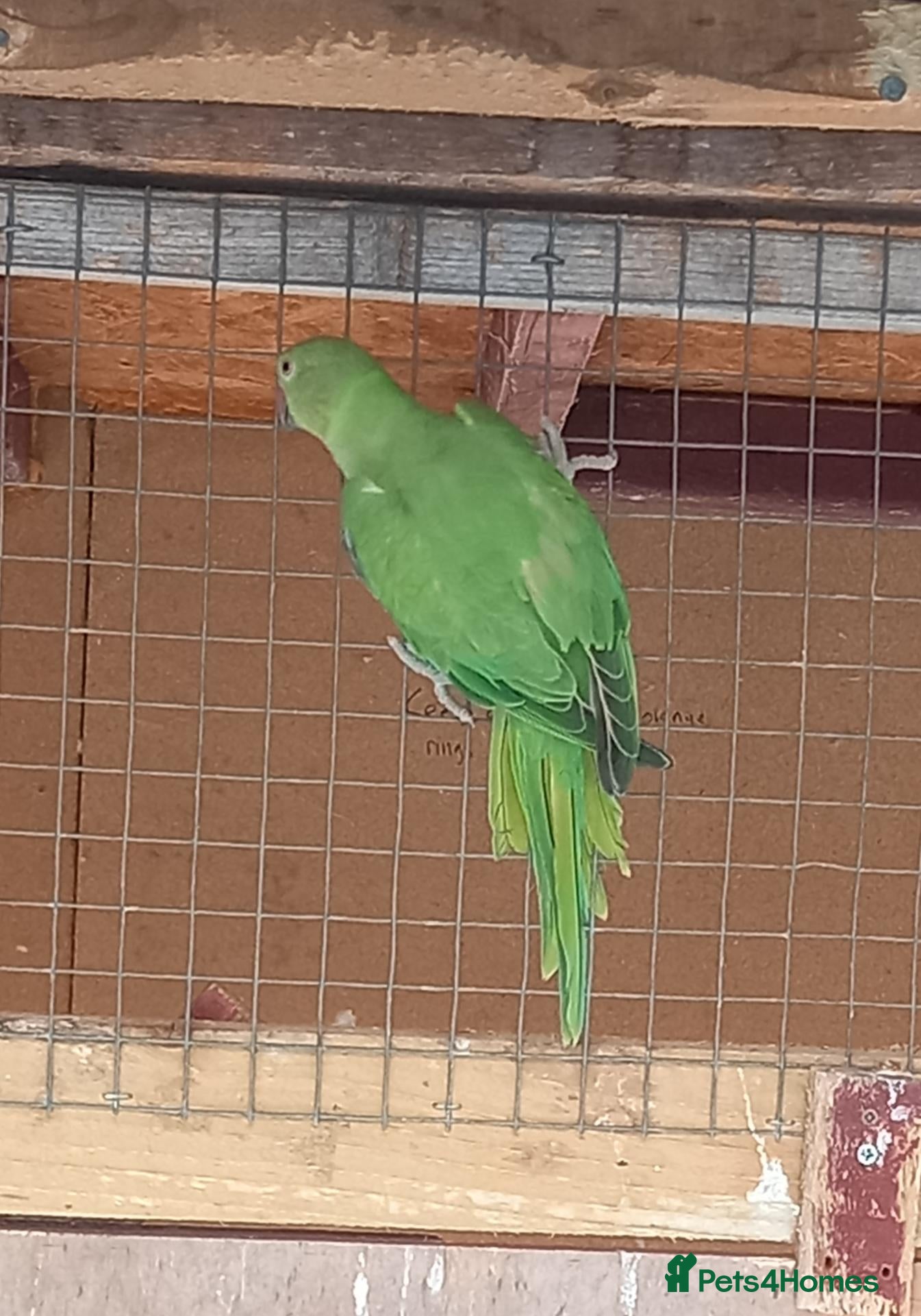 Ringnecks birds *LAST ONE* Indian ringneck parakeets £150 each - Advert 12