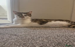 Mixed Breed cats for sale: 2 year old female  - Image 1