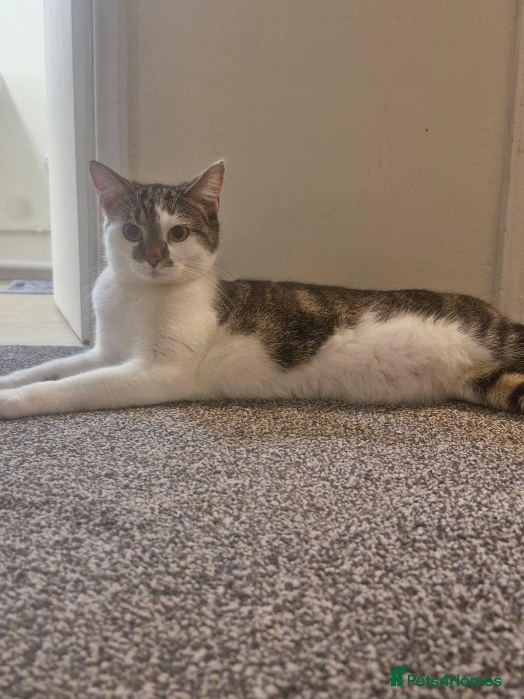 Mixed Breed cats for sale: 2 year old female  - Image 1
