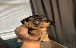 Cocker Spaniel dogs for sale: KC & HEALTH TESTED CHOC SABLE PUPS - Image 7