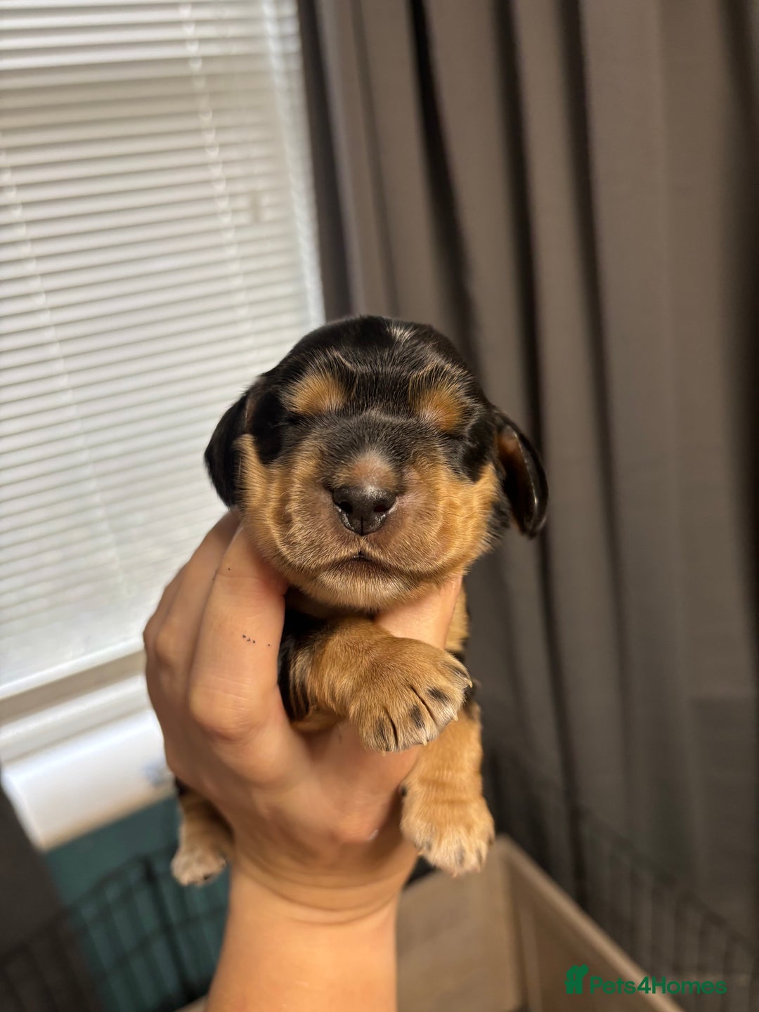 Cocker Spaniel dogs for sale: KC & HEALTH TESTED CHOC SABLE PUPS - Image 7