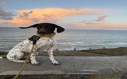 German Shorthaired Pointer dogs for sale: gsp for rehoms - Image 5