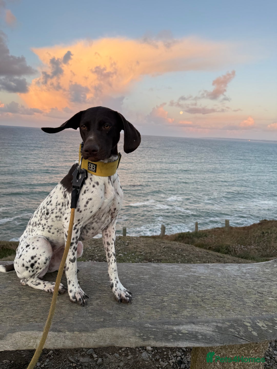 German Shorthaired Pointer dogs for sale: gsp for rehoms - Image 5