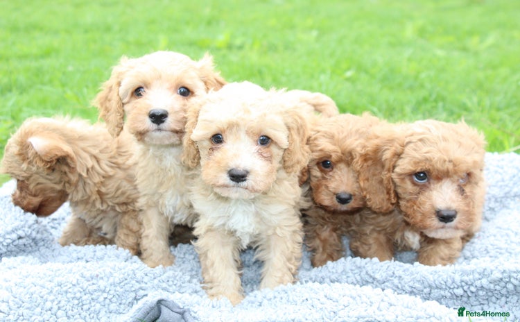 Cavapoochon dogs - Advert 3