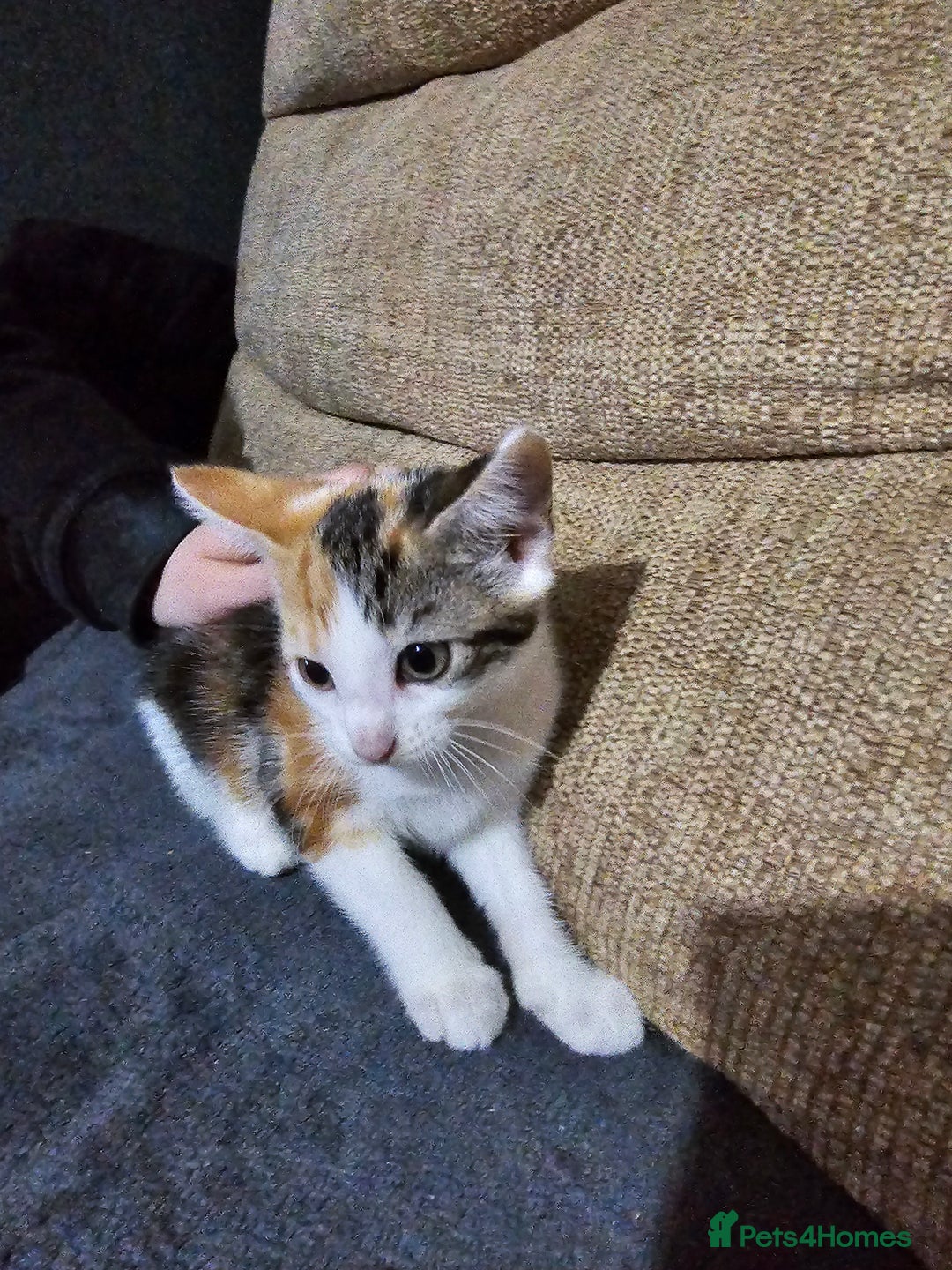 Mixed Breed cats for sale: Beautiful kittens available for sale - Advert 7