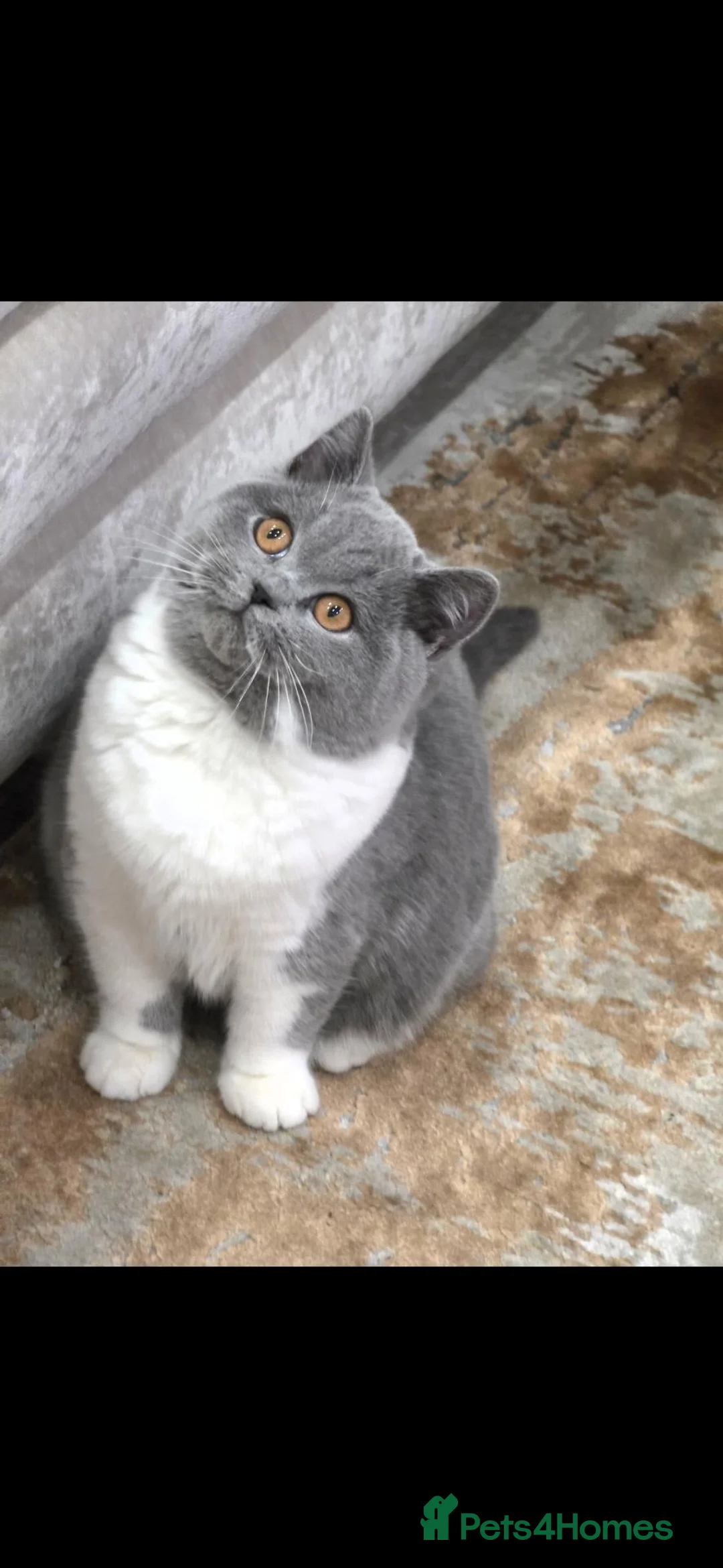Mixed Breed cats for sale: British short hair mix breed - Advert 1