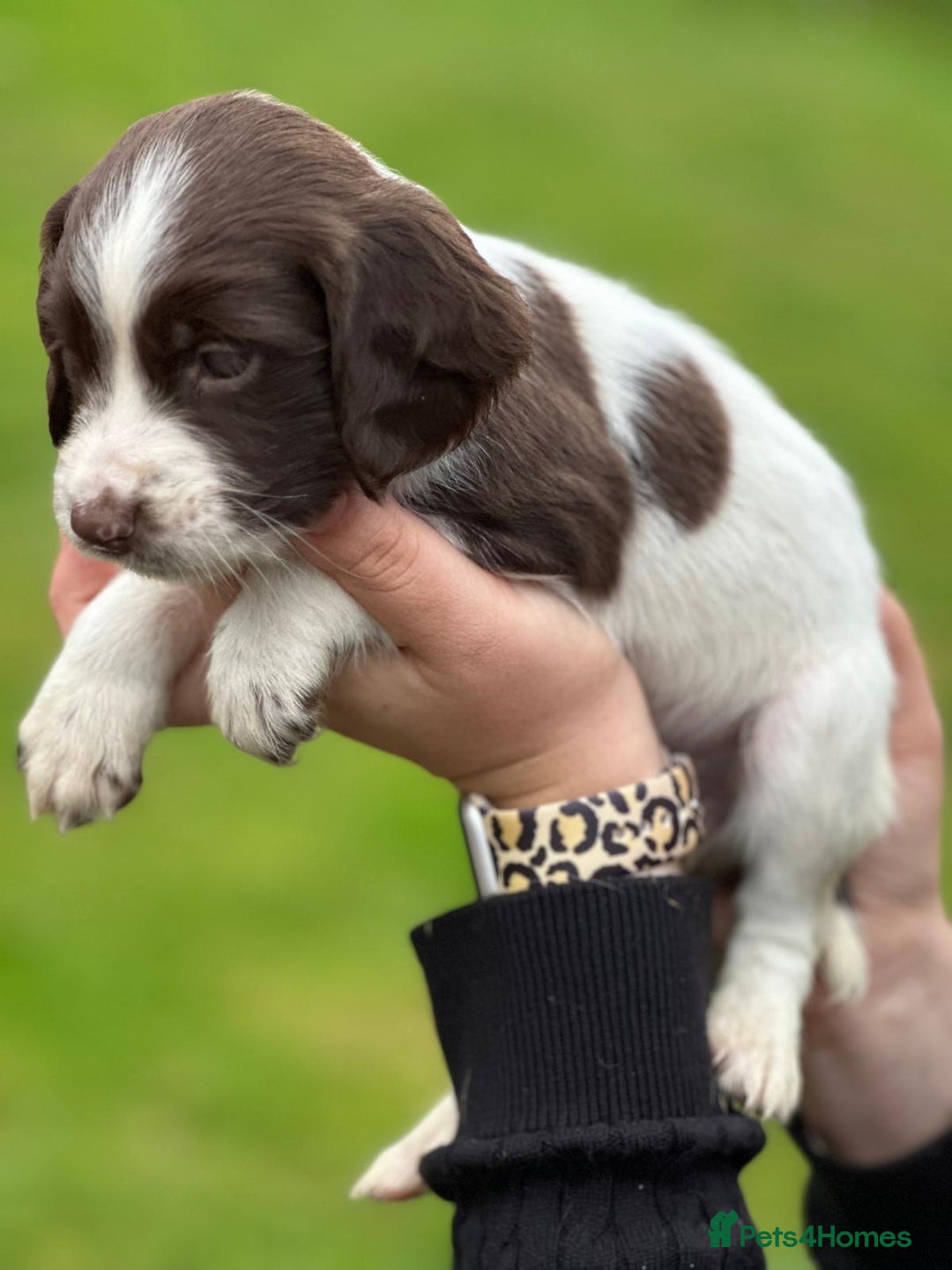 English Springer Spaniel dogs for sale: 2025 FTCH ROSEBAY BLUE,WELL MARKED LITTER ESS PUPS - Image 29