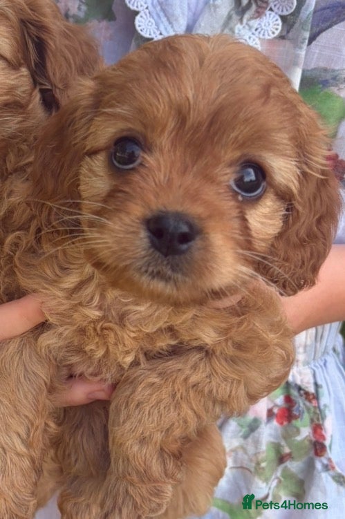 Cavapoo dogs F1 Red Toy cavapoo - Advert 2