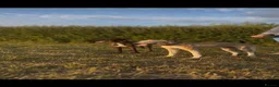 Lurcher dogs for sale: Saluki x greyhound dog pup. - Advert 1
