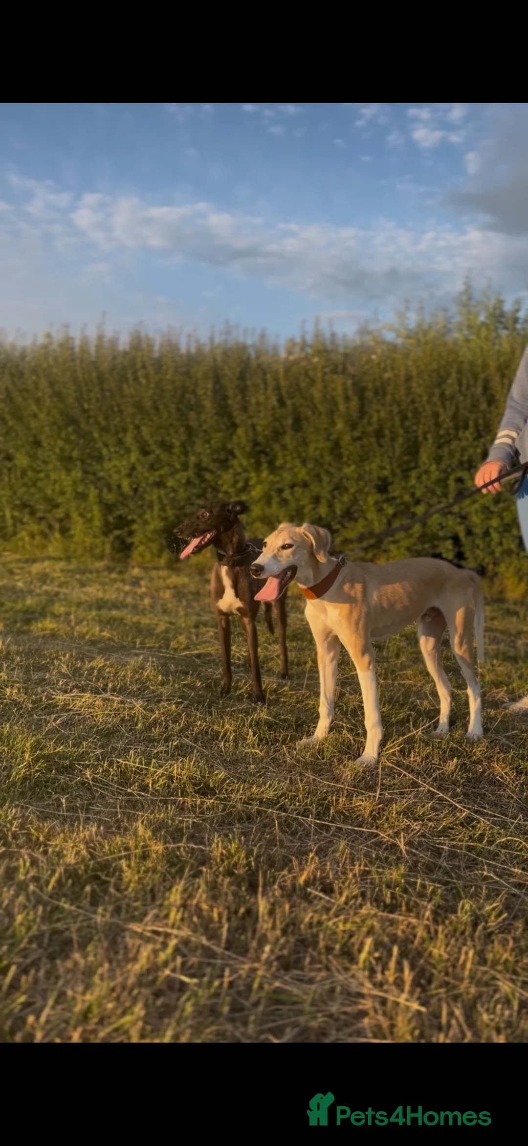 Lurcher dogs for sale: Saluki x greyhound dog pup. - Advert 1