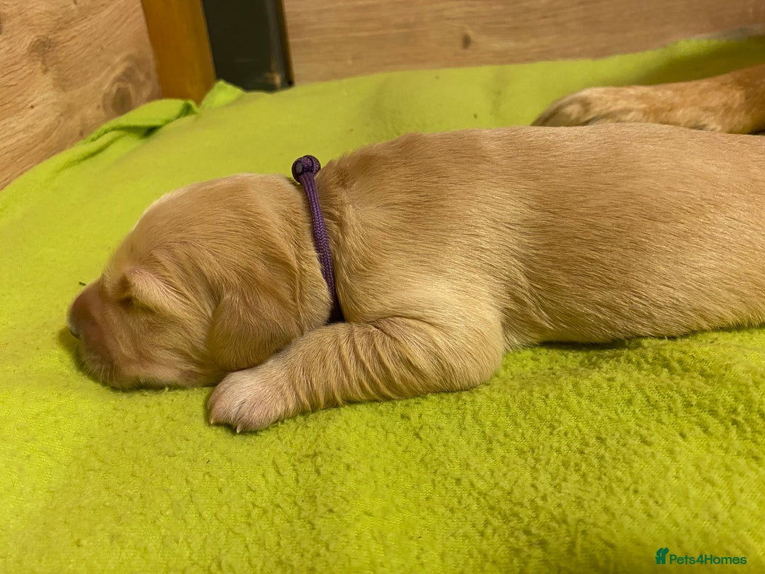 Golden Retriever dogs for sale: 🐾Sweet Golden Retriever Puppies-5 generation KC🐾 - Image 26