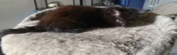 Mixed Breed cats for sale: Mixed breed kittens - Advert 11