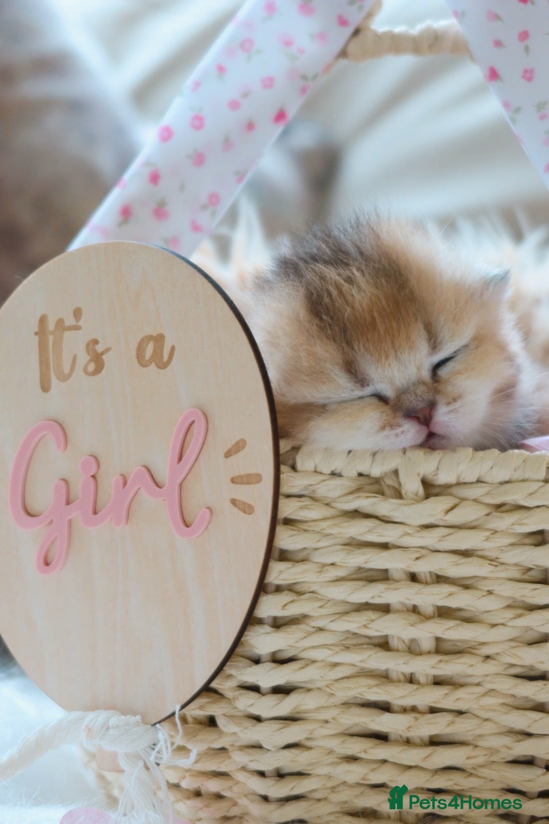 British Shorthair cats Golden British Shorthair Kittens - Reg & Licensed - Advert 1