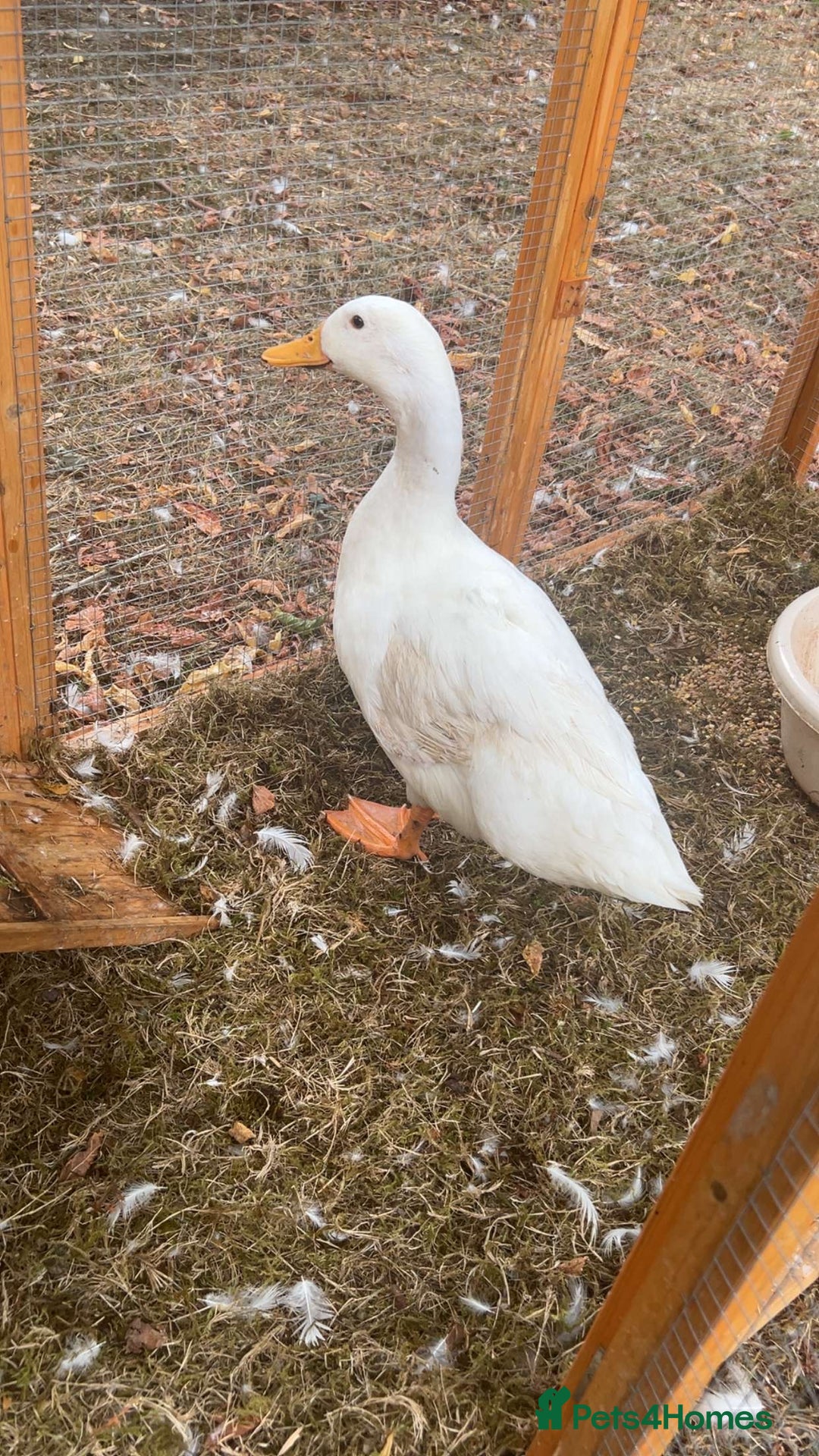 Ducks poultry for sale: 2 Cherry Valley Ducks - Image 5