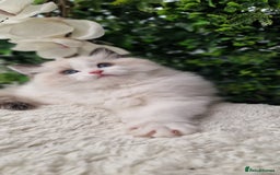 Ragdoll cats for sale: 🌸Stunning Ragdolls🏆TICA Award winning cattery🌸 in Slough - Image 40