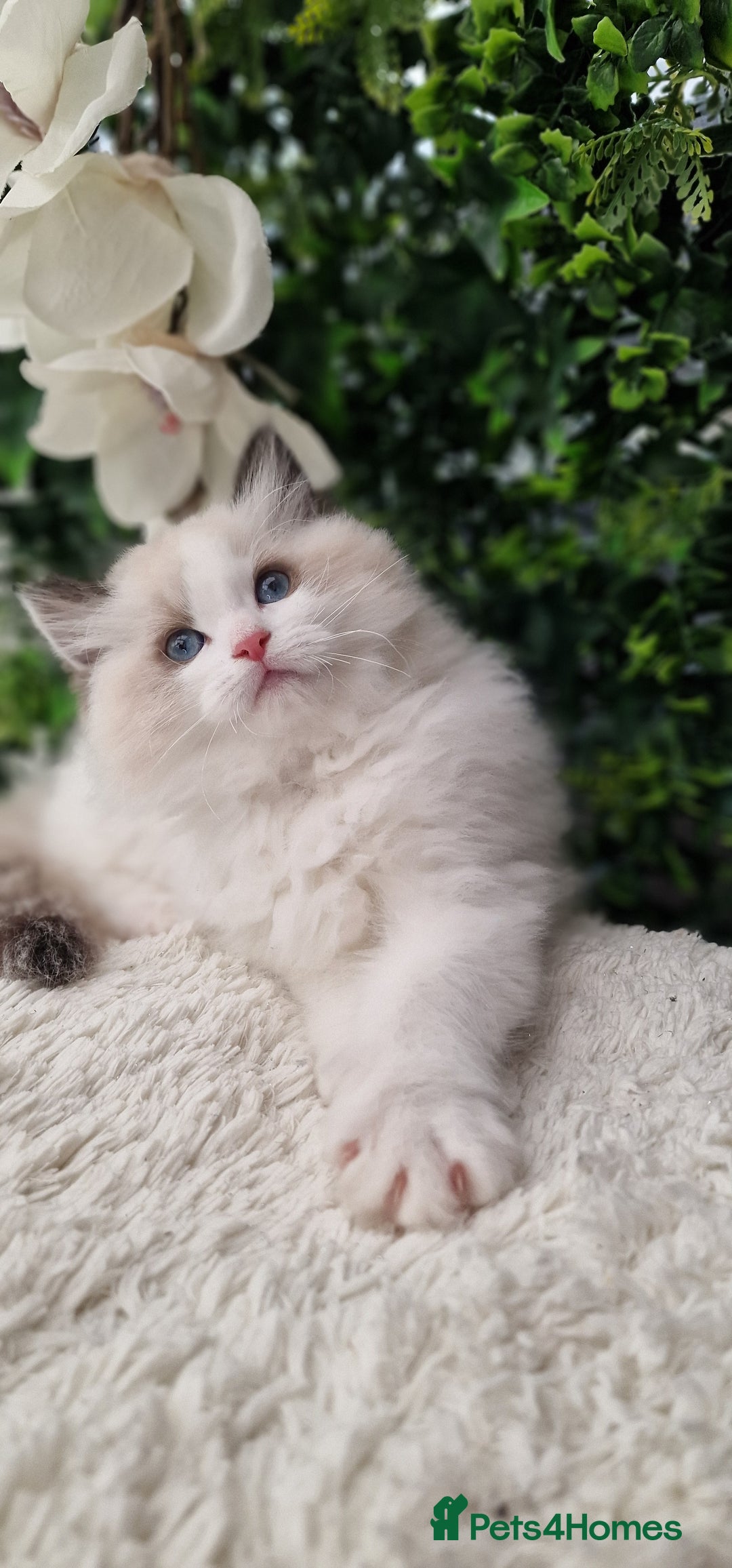 Ragdoll cats for sale: 🌸Stunning Ragdolls🏆TICA Award winning cattery🌸 in Slough - Image 40