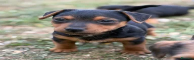 Mixed Breed Puppy 1